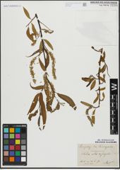 Foto von Salix alba L. x Salix fragilis L.